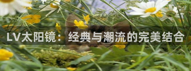 JDB电子龙舞